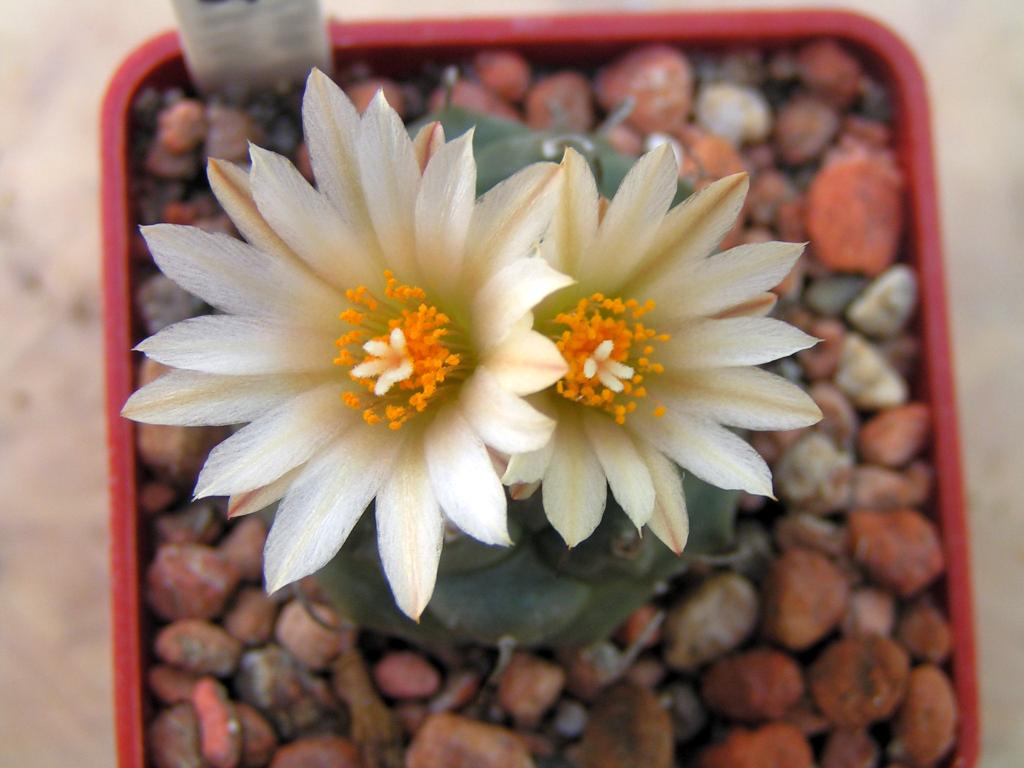 Turbinicarpus schwarzii